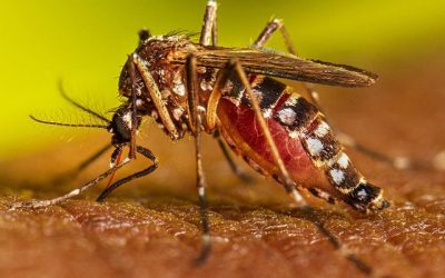 Dengue 2