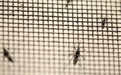 Dengue Argentina