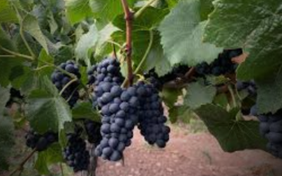 Foto: Concha y Toro