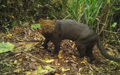 nuevas especies