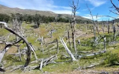 Foto Ciencia En Chile