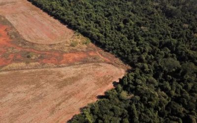 El cerrado Brasil
