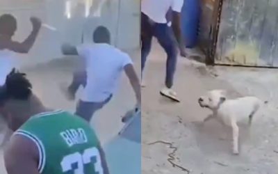Foto Perrito
