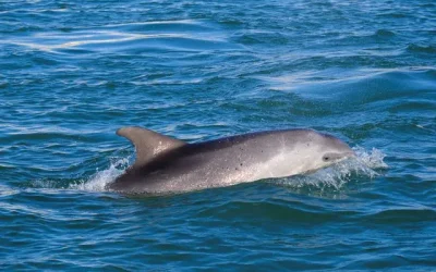 delfín Venecia
