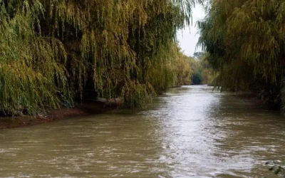 Mapocho humedal urbano