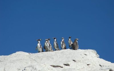 pingüino de Humboldt