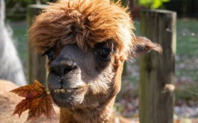 Foto publicada en X por: @thequeenszoo