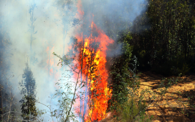 incendio La Estrella