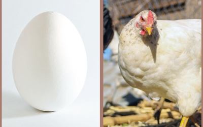 huevo gallina dilema