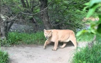turista puma