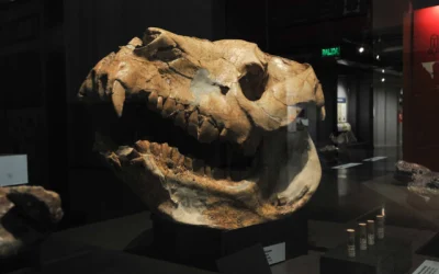 mamíferos museo historia chile