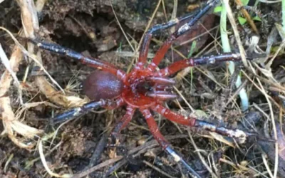 nueva araña