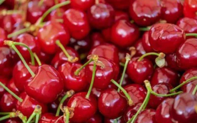 cereza chilena china