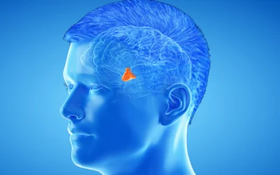 envejecimiento cerebro