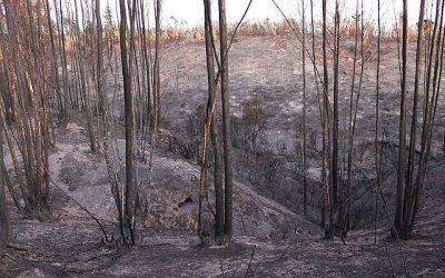 Crédito Pato Novoa de Valparaíso, Chile
Creative Commons Atribución-CompartirIgual 2.0Foto referencial