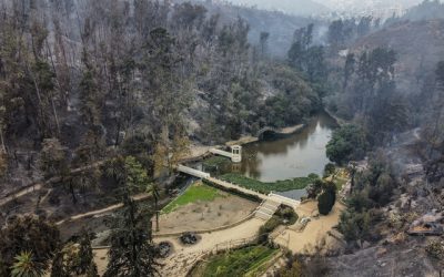 Niebla Games ha logrado recaudar más de $4,200 dólares (equivalente a 4 millones de pesos chilenos) con un videojuego diseñado para brindar apoyo a las víctimas afectadas por los incendios forestales en Valparaíso, en donde el jugador juega en el Jardín Botánico