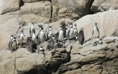 Islote Pájaros Niños