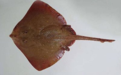 Mantarraya