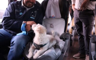 Mascota perro 1