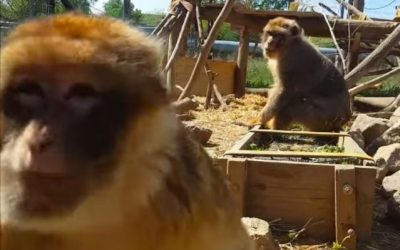 monos experimentación