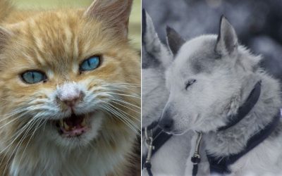 Algunas de las enfermedades más mortales que han afectado a la humanidad provienen de patógenos que han pasado de los animales a las personas.