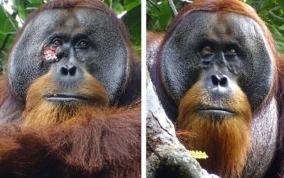Orangutan