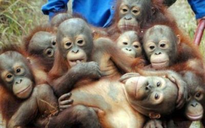Orangutanes