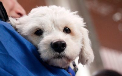Perrito