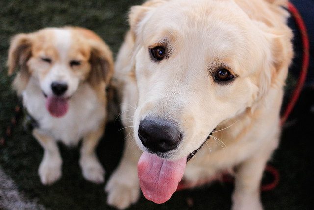Día Mundial del Perro
