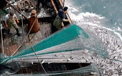 La Comisión de Pesca de la Cámara de Diputadas y Diputados ha aprobado en su totalidad el proyecto de la nueva Ley de Pesca, que tiene como objetivo reemplazar la normativa controvertida promulgada durante el primer mandato de Sebastián Piñera.