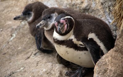 retrocesos ambientales