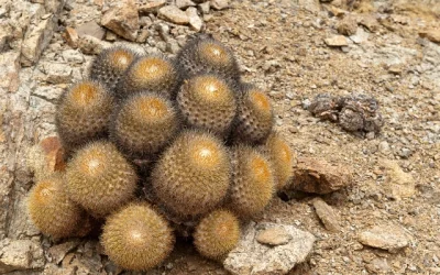Piratas del Cactus