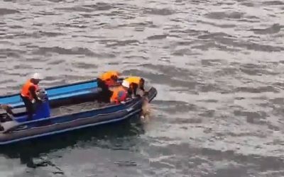 Un acto de heroísmo en alta mar: Buque ruso rescata a perro ciego en Talcahuano
