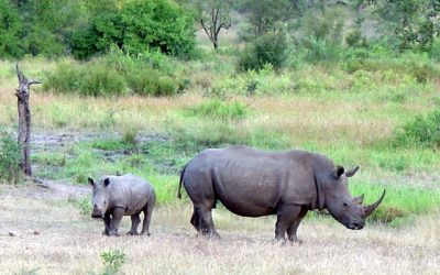 Rinocerontes en Sudáfrica: Utilizan collares con IA para protegerlos