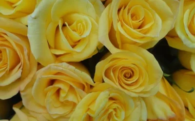 flores amarillas 21 septiembre