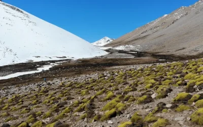 Foto: Publicada en X por @ChileAmbiental