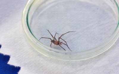 araña de rincón