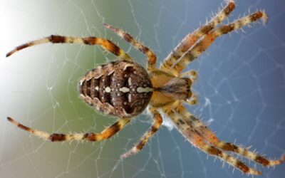 araña