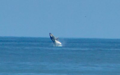 ballena jorobada
