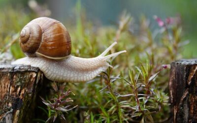 caracol