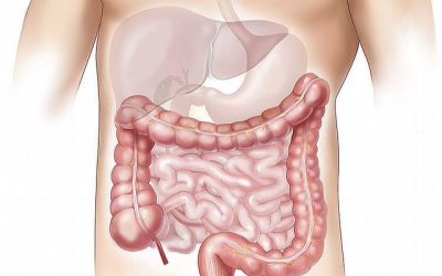 colon