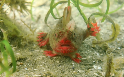 Solo alrededor de 100 individuos de la especie de braquionictíidos aún conservan su libertad. Estos peces, con una apariencia dorada y carmesí, presentan brazos rechonchos y manos con membranas. Su hogar se ubica en una pequeña porción de un arrecife de coral en el sudeste de la isla de Tasmania.