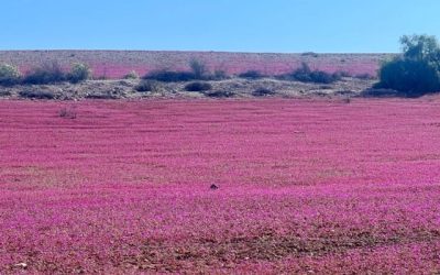 Desierto Florido visitantes