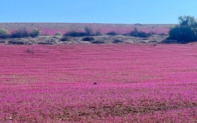 Desierto Florido
