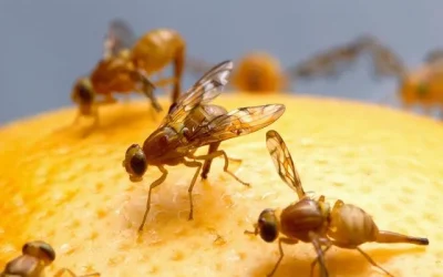 mosca fruta