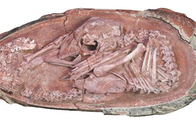 embrión dinosaurio