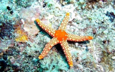 Se ha registrado un fenómeno inusual en la playa Punta de Lobos, ubicada en la región de O'Higgins. En donde se observa una extensa varazón de estrellas de mar en el lugar.
