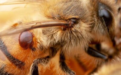 Se trata de un líquido innovador de origen vegetal que ha sido debidamente registrado en la Oficina de Propiedad Intelectual del Reino Unido, y lograría proteger a las abejas de los insecticidas.