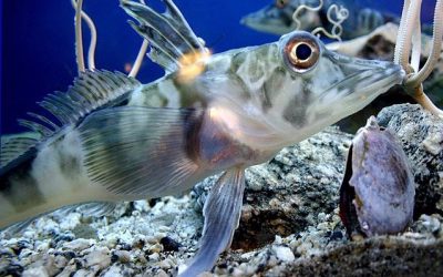 Danae Paredes llevó a cabo una estadía de más de 70 días en la Base Palmer, situada en la Isla Anvers, en la zona occidental de la Antártica, para estudiar el Icefish.