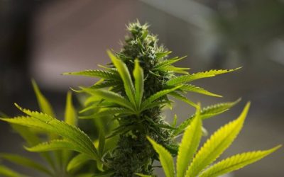 El viernes pasado, la Cámara Baja del Parlamento de Alemania (Bundestag) aprobó la legalización del consumo y posesión de hasta 50 gramos de cannabis (marihuana), aunque sujeta a una serie de restricciones específicas.